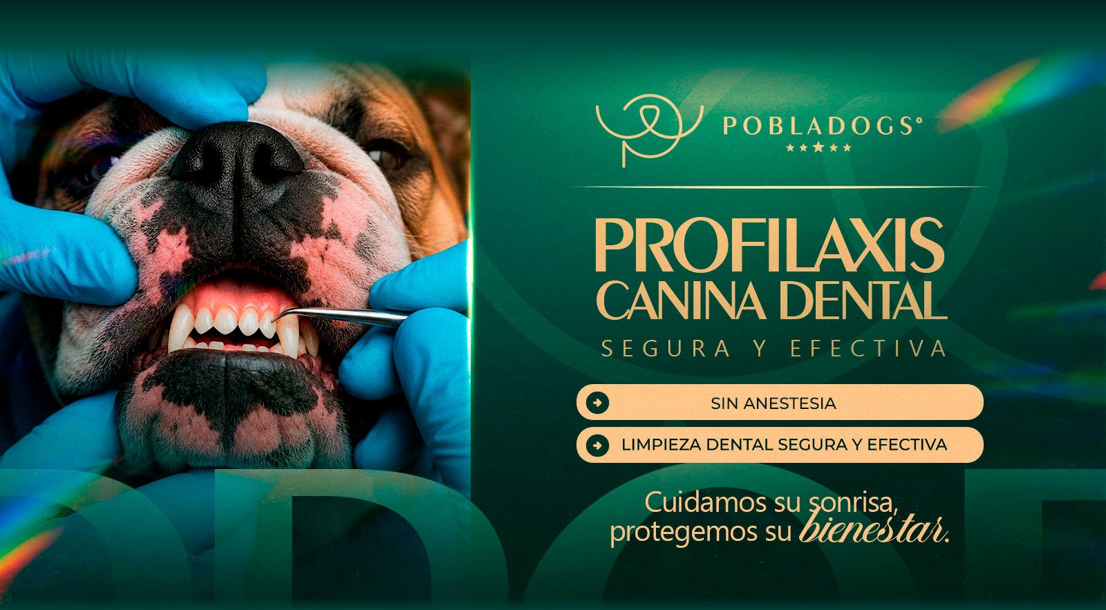 Pobladogs — banner 2