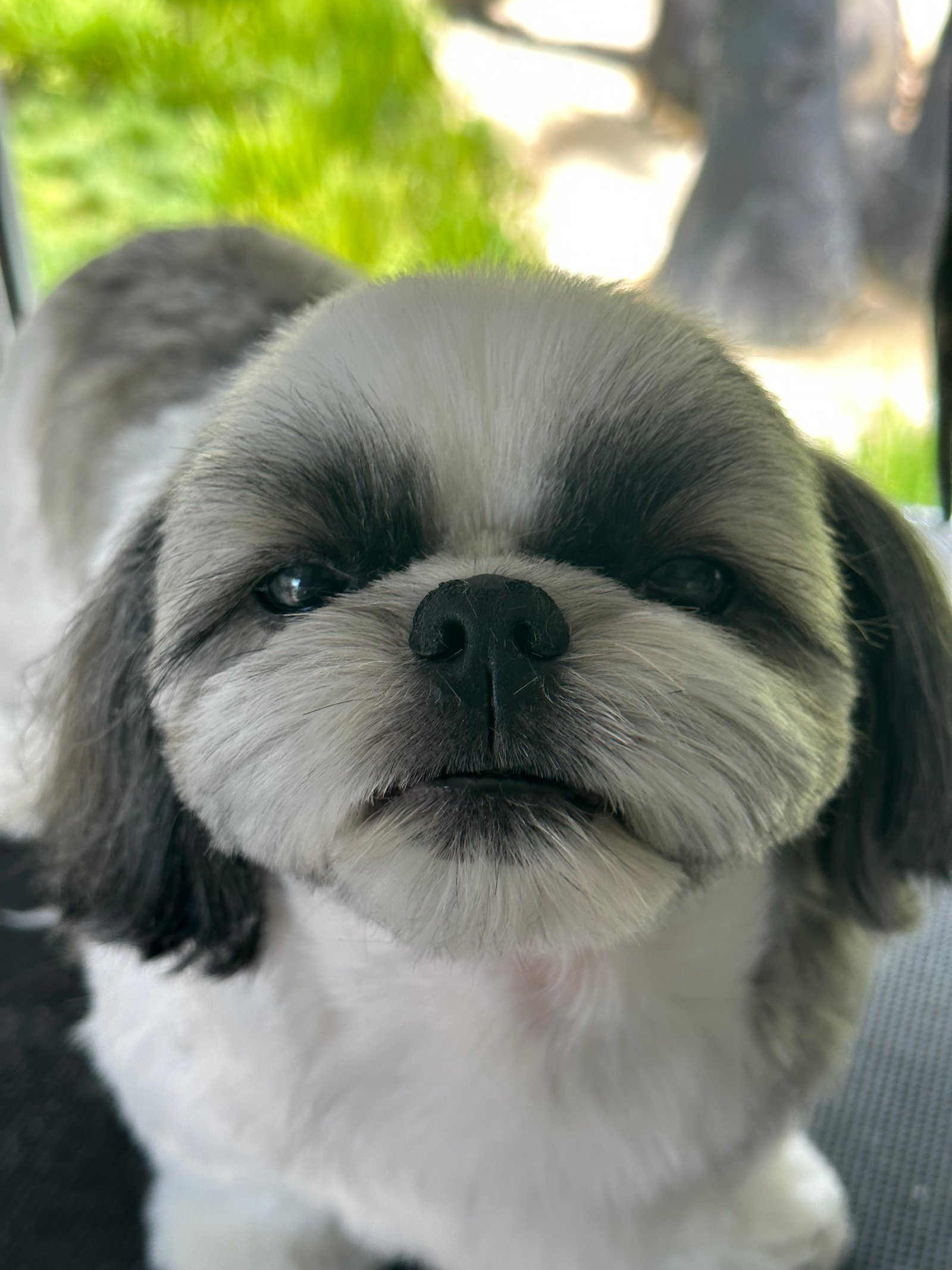 Peluquería canina Pobladogs