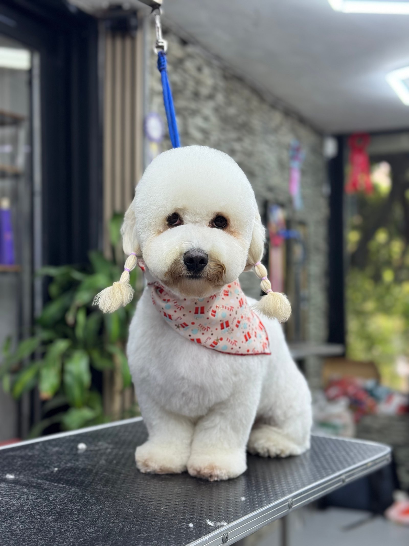 Peluquería canina Pobladogs
