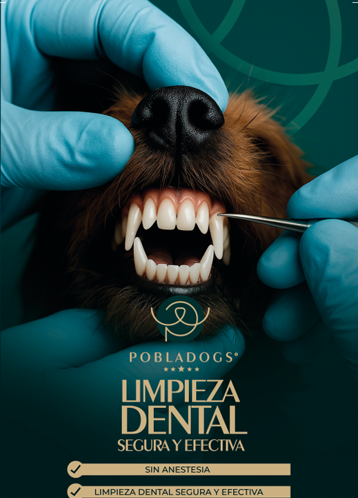 Profilaxis dental — <span class="brand-name">Pobladogs</span>